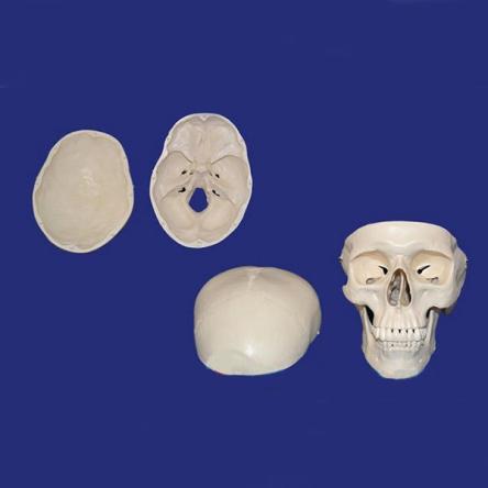 Купить Модель черепа взрослого человека в натуральную величину из 3-х частей 1
