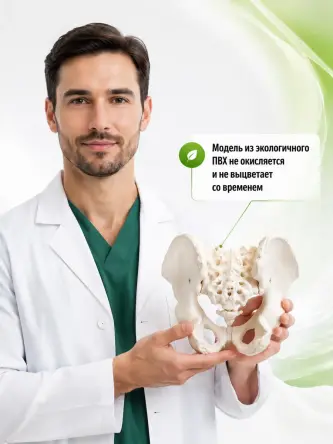 Купить Анатомическая модель мужского таза человека Retorsa 3