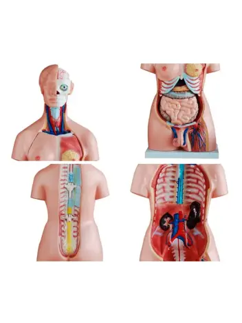 Анатомическая модель торса человека двуполая 85 см