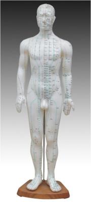 Модель для акупунктуры, мужчина 60 см