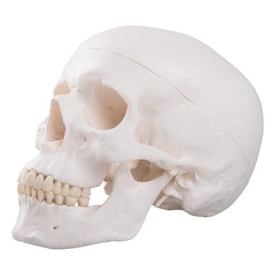 Модель черепа, 3 части  А20 3Б Сайнтифик