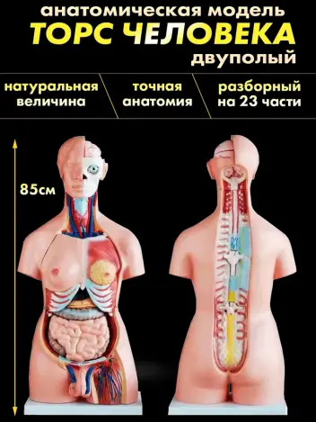 Анатомическая модель торса человека двуполая 85 см