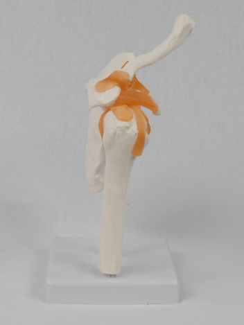 Модель плечевого сустава в натуральную величину