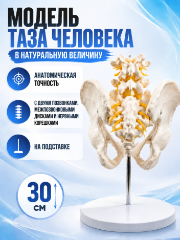 Анатомическая модель таза человека на подставке Retorsa