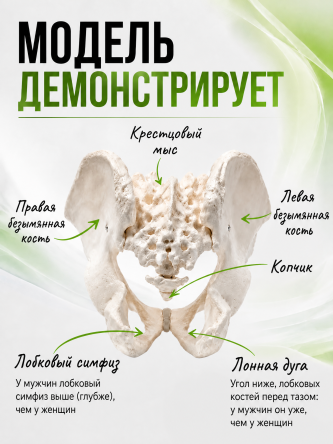 Купить Анатомическая модель мужского таза человека Retorsa 1
