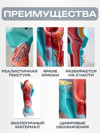 Купить Анатомическая модель гортани человека макет горла 2