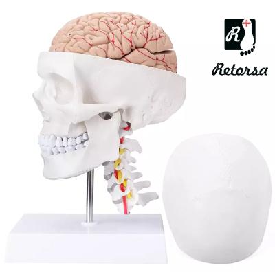 Купить Модель черепа взрослого человека с мозгом и шейными позвонками на подставке 3 части в натуральную величину