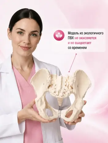 Анатомическая модель женского таза человека Retorsa