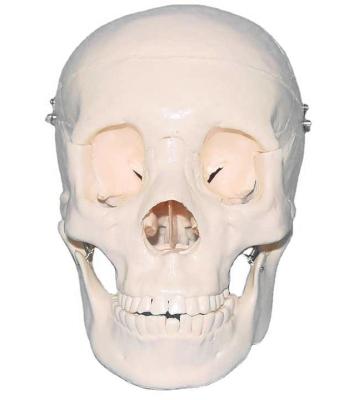 Модель черепа взрослого человека с подвижной челюстью и съемными зубами 3 части в натуральную величину
