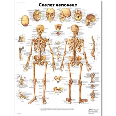 Купить Медицинский плакат "Скелет человека"