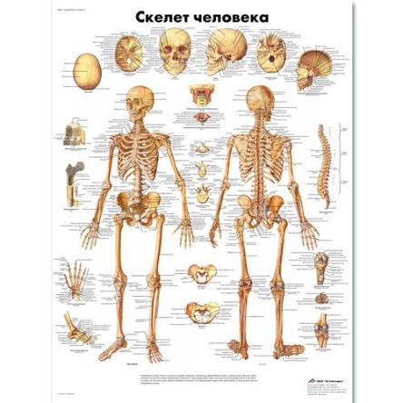 Купить Медицинский плакат "Скелет человека" 0
