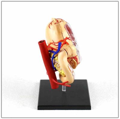 Модель желудка человека 4D