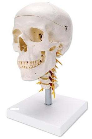 Купить Модель черепа с шейными позвонками A018 0