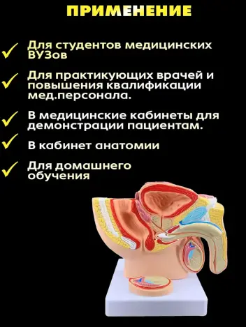 Анатомическая модель органов мужского таза