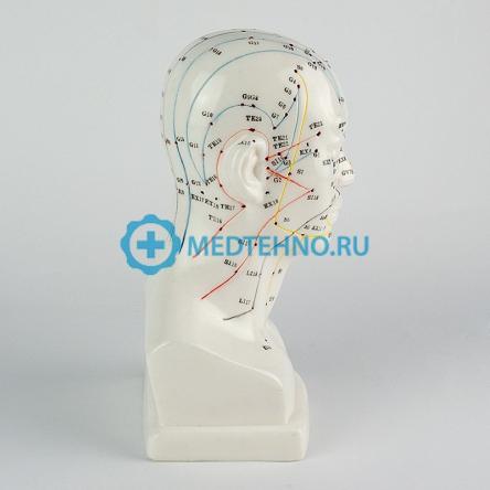 Купить Модель для акупунктуры Голова, 20 см XC-507 4