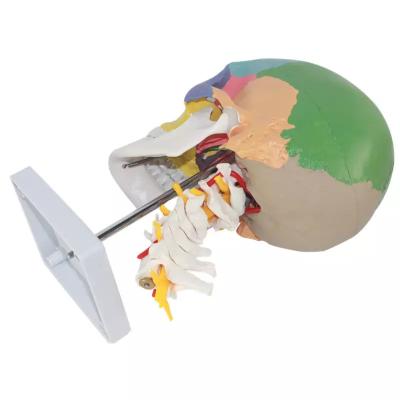 Цветная модель черепа взрослого человека с шейными позвонками 3 части в натуральную величину на подставке