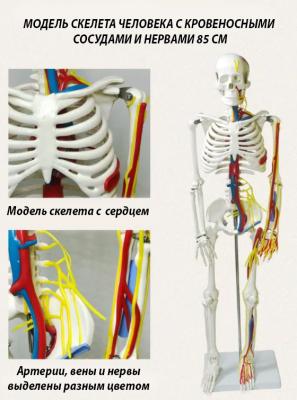 Модель скелета человека с кровеносными сосудами и нервами 85 см