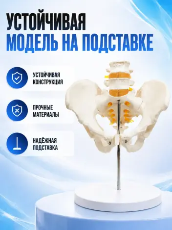 Анатомическая модель таза человека на подставке Retorsa