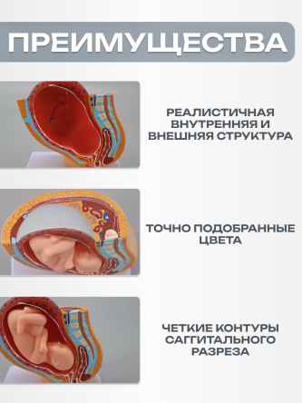 Купить Модель развития беременности макет эмбриона 2