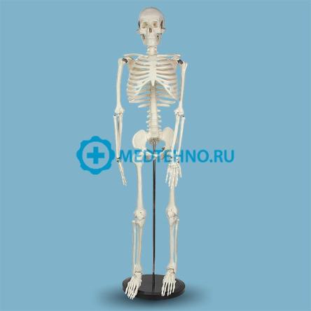 Купить Модель скелета человека на подставке 85 см 1