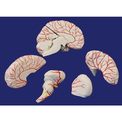 Мозг с артериями, 8 частей, на подставке SMD122B