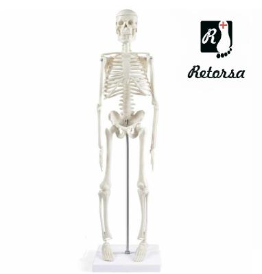 Настольная модель скелета человека 45 см