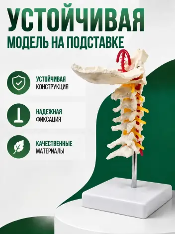 Анатомическая модель шейных позвонков макет позвоночника Retorsa
