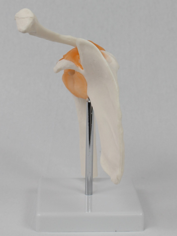 Модель плечевого сустава в натуральную величину