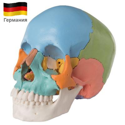Купить Модель черепа человека, разборная, цветная, 22 части  A291 3Б Сайнтифик 