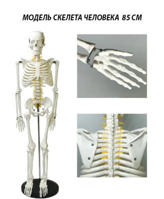 Модель скелета человека на подставке 85 см 