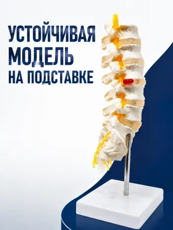 Анатомическая модель поясничных позвонков макет позвоночника Retorsa