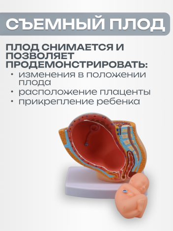 Модель развития беременности макет эмбриона