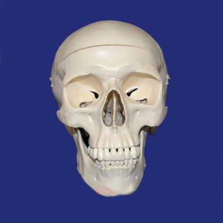 Купить Модель черепа взрослого человека в натуральную величину из 3-х частей 3