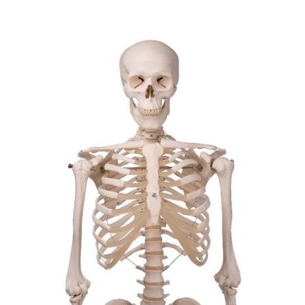 Skeleton 3 80РјРј
