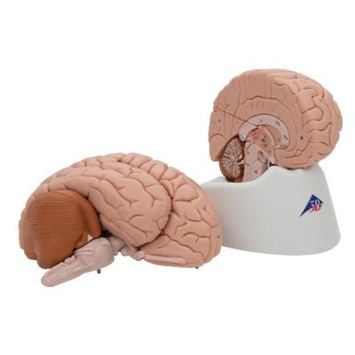 Модель мозга C17 (8 частей) 3Б Сайнтифик