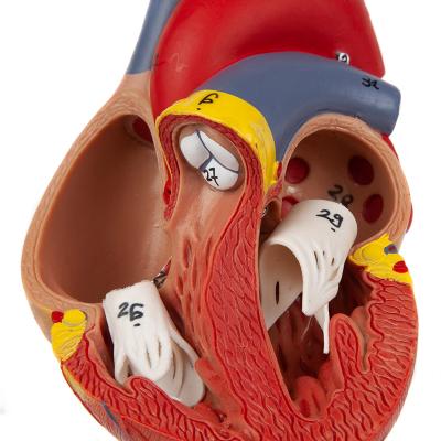 Модель сердца человека 2 части 