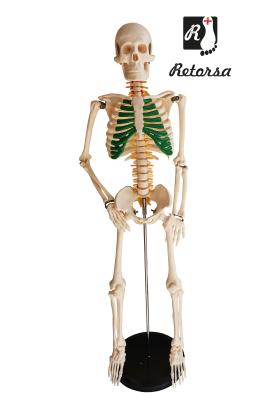 Модель скелета человека со спинномозговыми нервами со стойкой 85 см