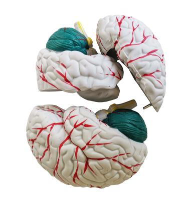 Модель мозга 3 части на подставке в натуральную величину