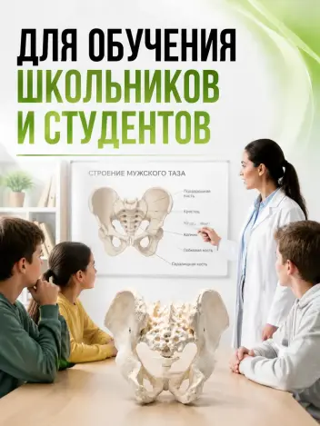 Анатомическая модель мужского таза человека Retorsa