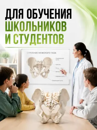 Купить Анатомическая модель мужского таза человека Retorsa 5