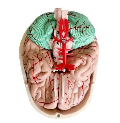 Модель черепа взрослого человека с мозгом и шейными позвонками на подставке 3 части в натуральную величину