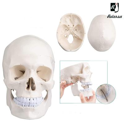 Купить  Модель черепа взрослого человека разборная в натуральную величину