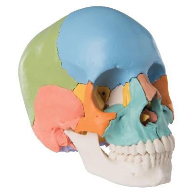 Модель черепа человека, разборная, цветная, 22 части  A291 3Б Сайнтифик 